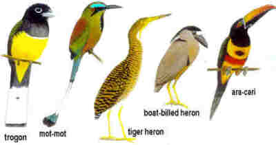 Often seen birds of the Corobici River in Costa Rica